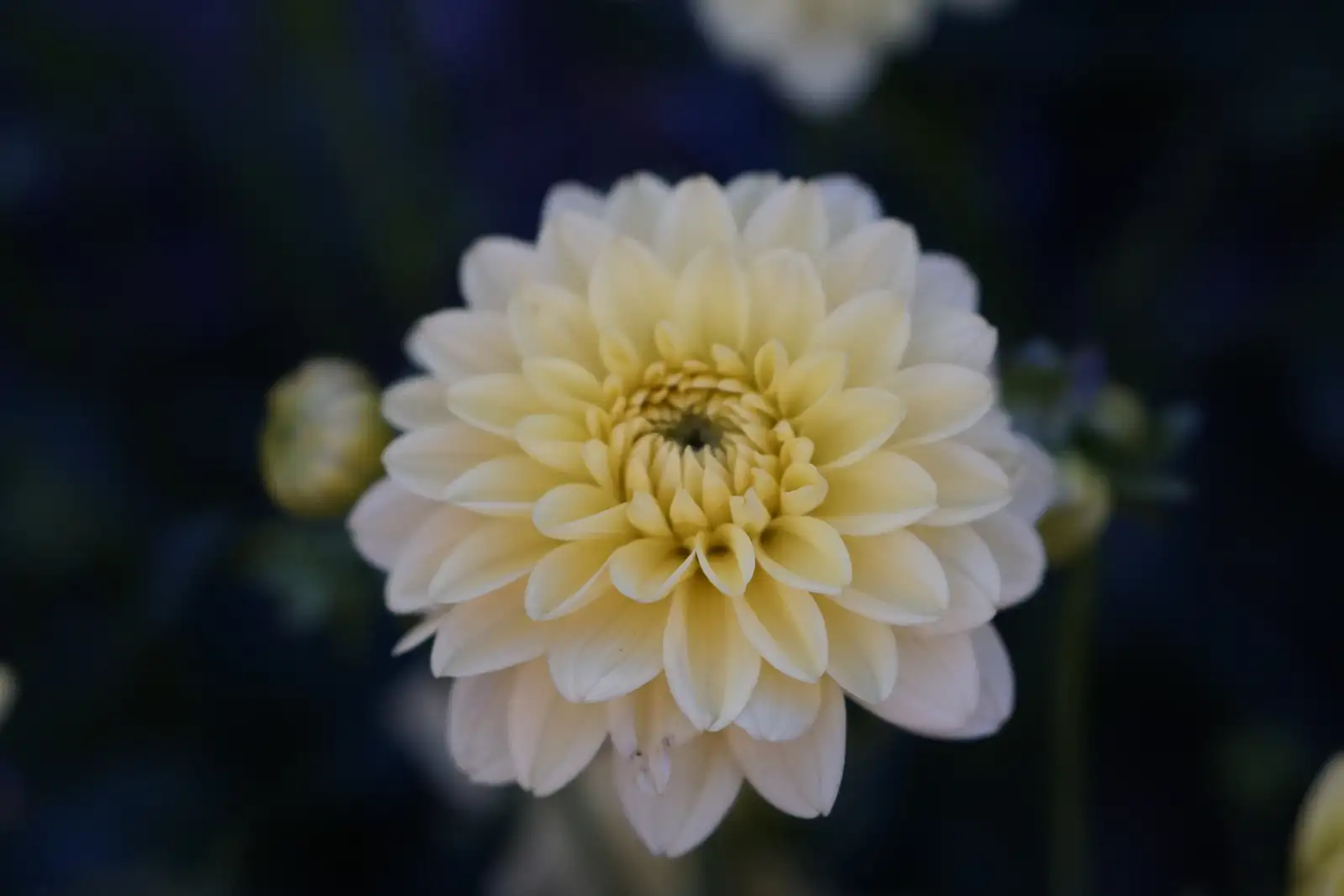 Close up of a dahlia bloom in the garden