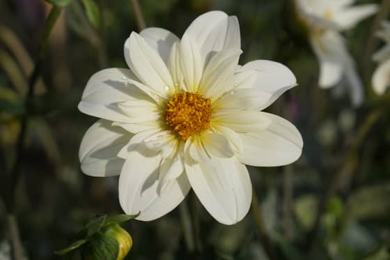 Alpen Cherub dahlia bloom