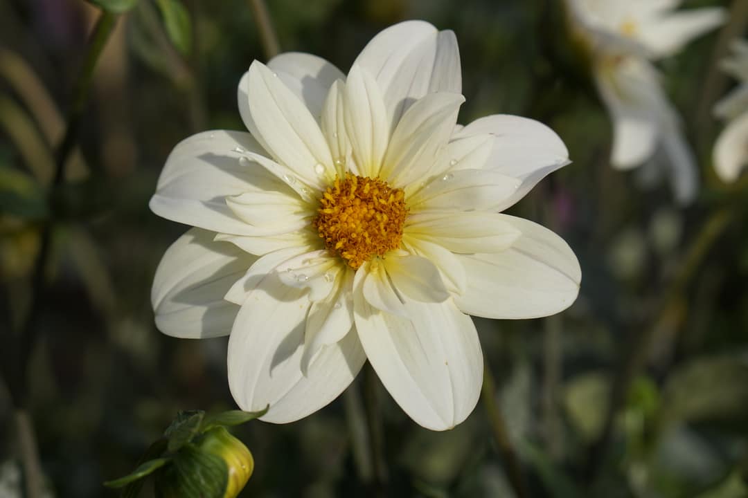 Alpen Cherub dahlia bloom