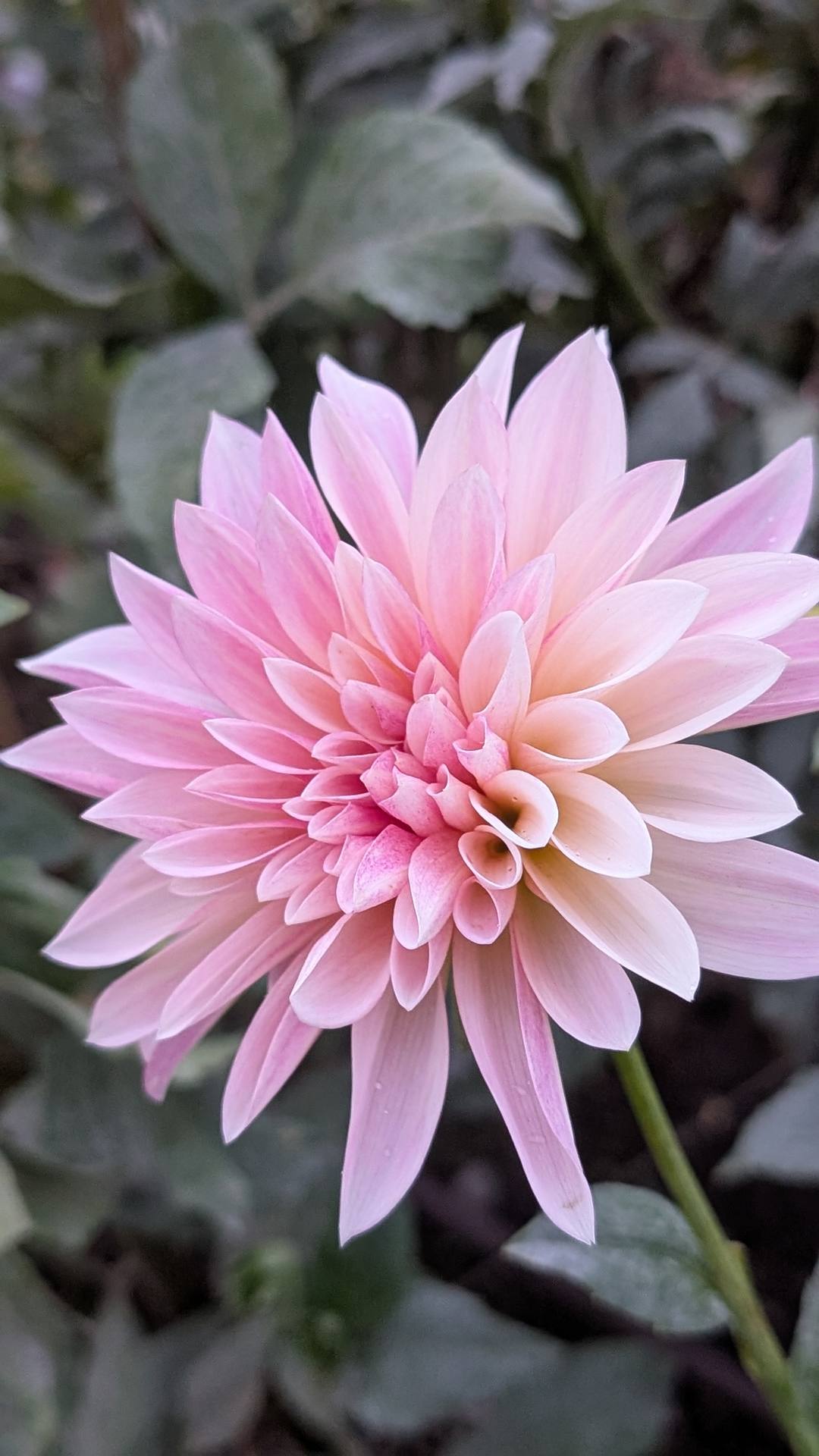 Café au Lait Mini dahlia bloom