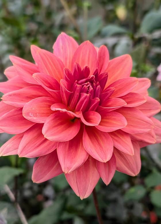 American Dawn dahlia bloom