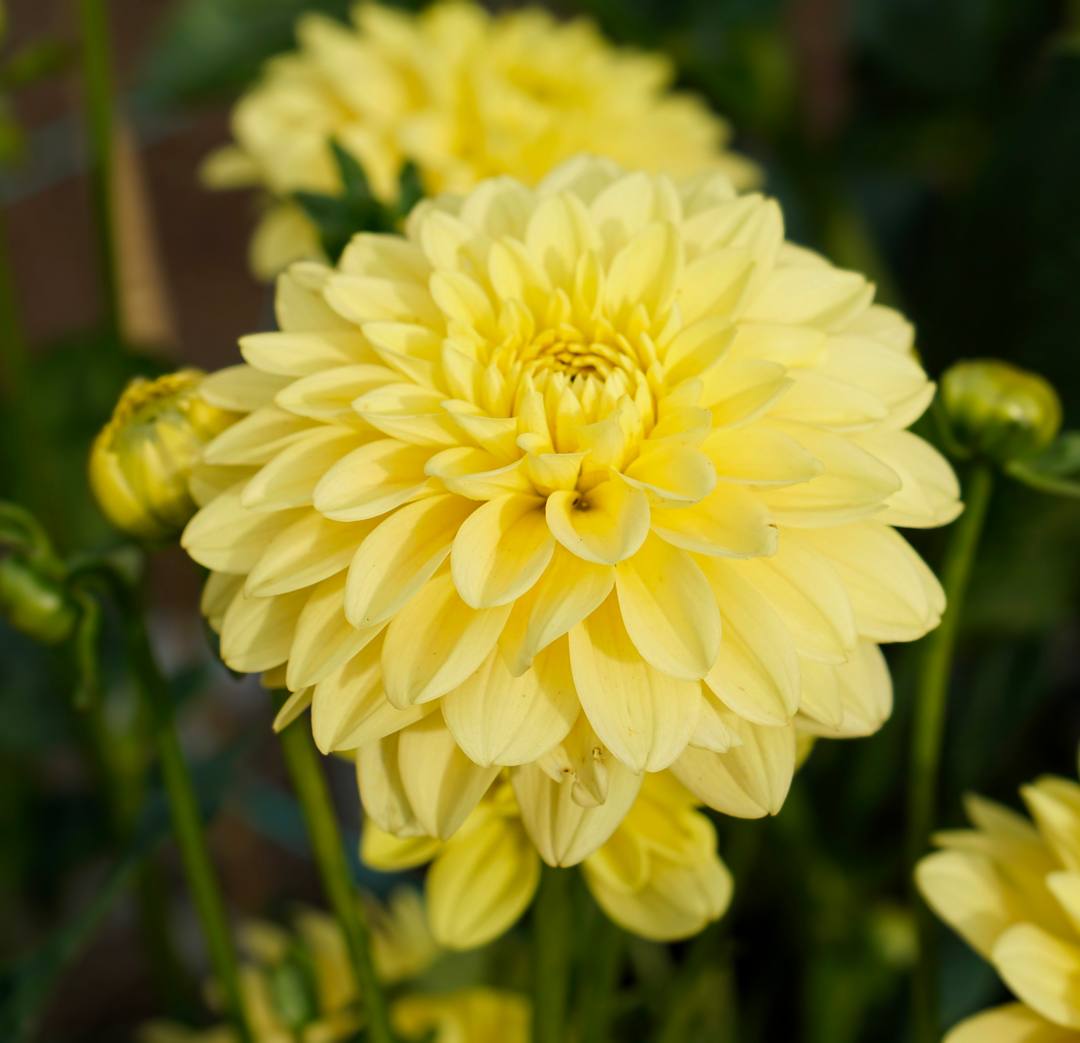 Bocherell dahlia bloom