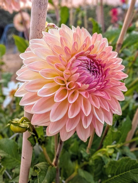 Bloomquist Alan dahlia bloom