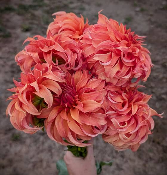 Bloomquist Jean dahlia bloom