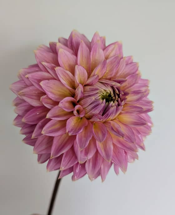 Bloomquist Mojo dahlia bloom
