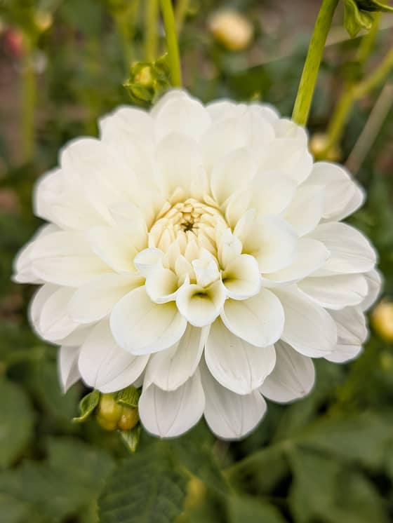 Bride to Be dahlia bloom