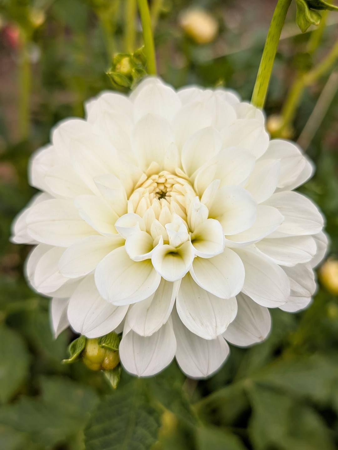 Bride to Be dahlia bloom