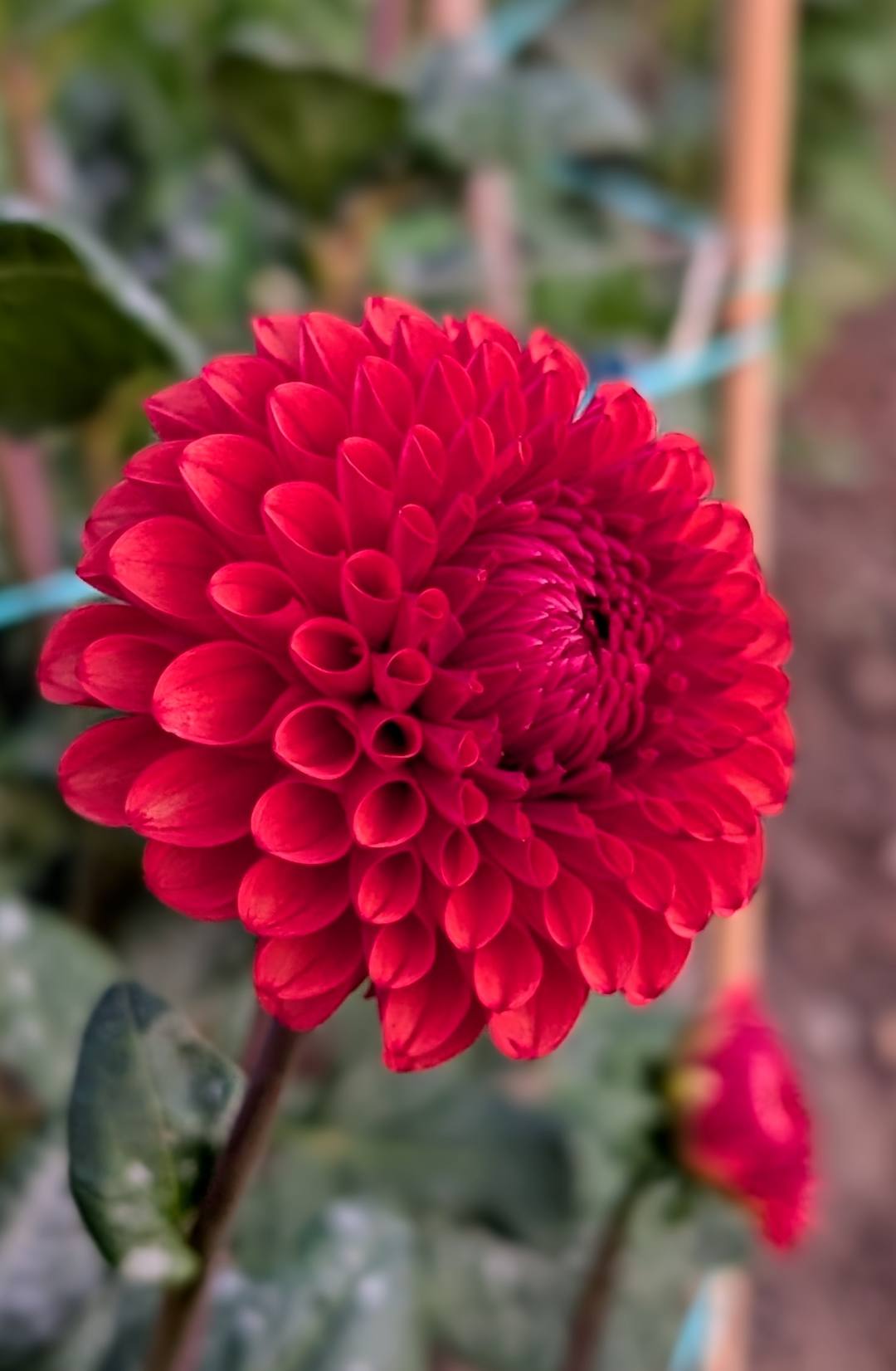 Brown Sugar dahlia bloom