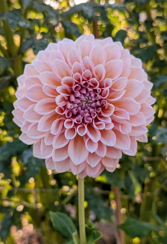 Castle Drive dahlia bloom