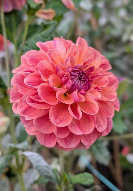 Chewy dahlia bloom