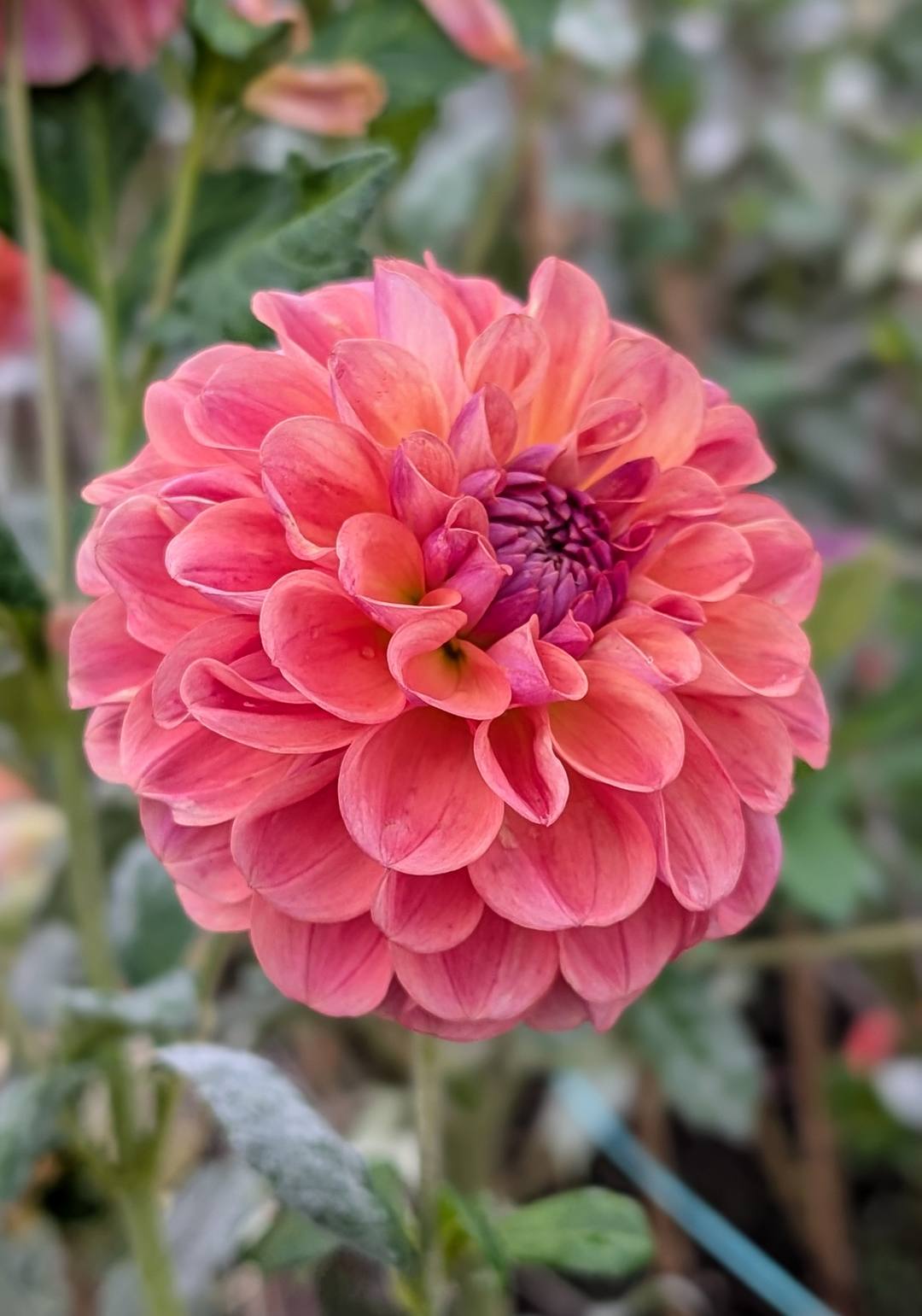 Chewy dahlia bloom