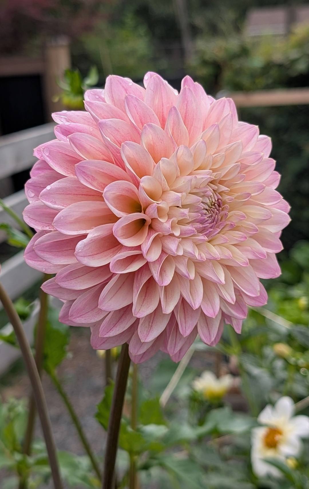 Coralie dahlia bloom