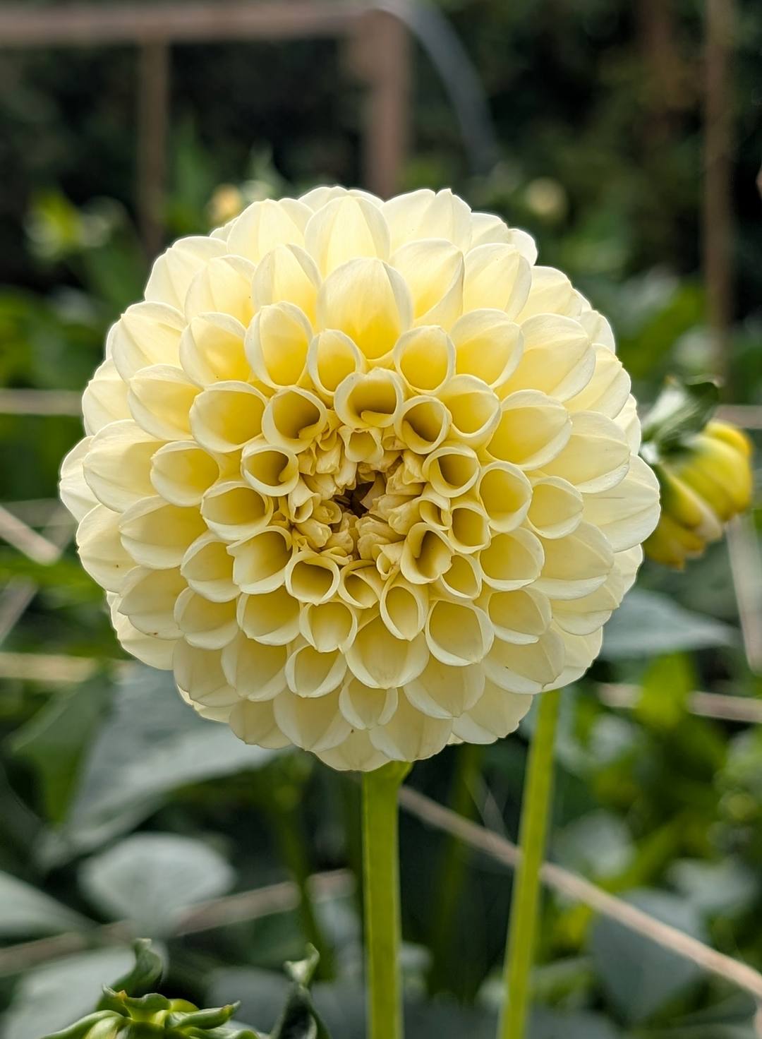 Creamy dahlia bloom