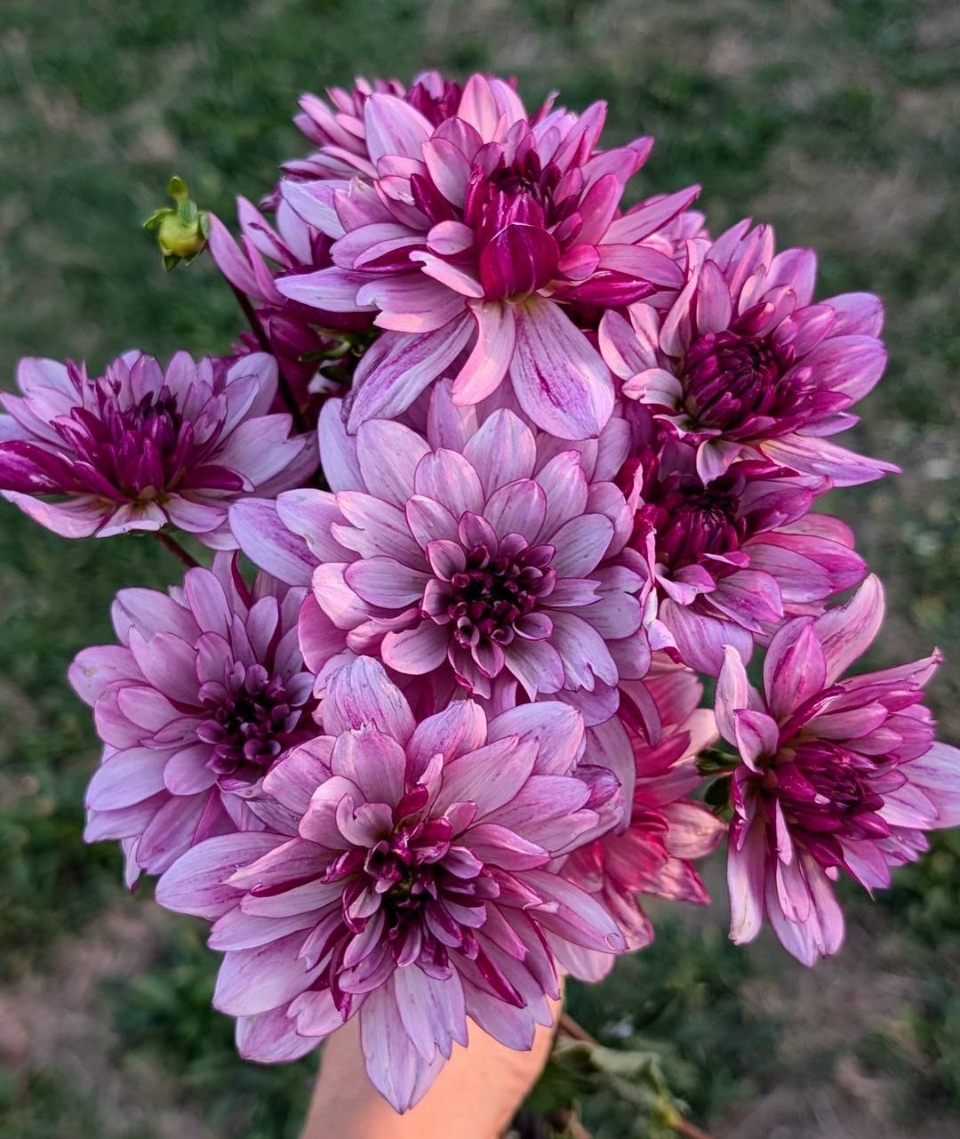 Crème De Cassis dahlia bloom