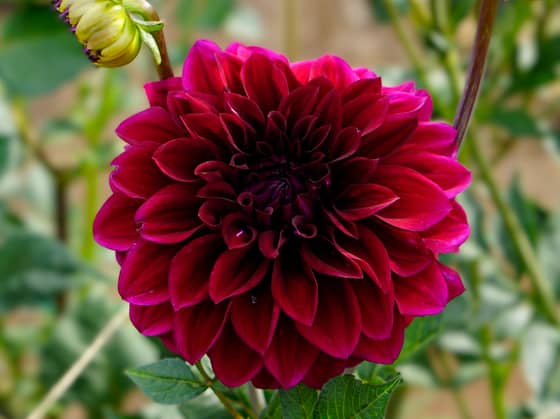 Diva dahlia bloom