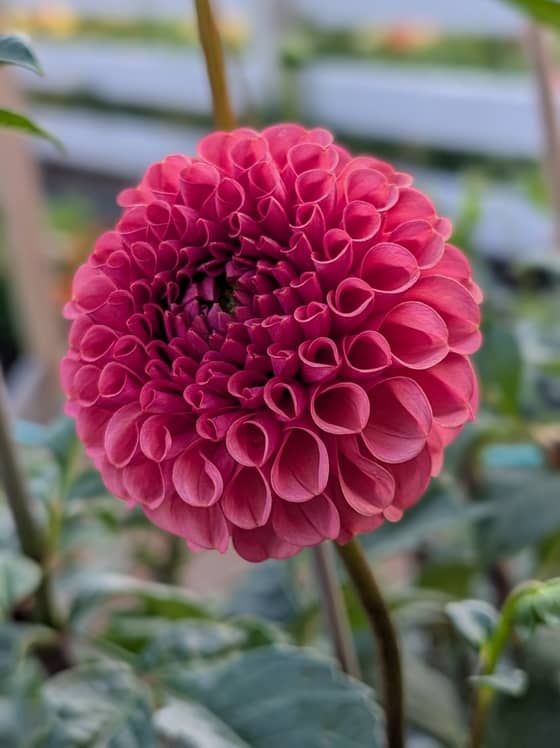 Ferncliff Rusty dahlia bloom