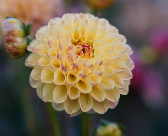 Ferncliff Spice dahlia bloom