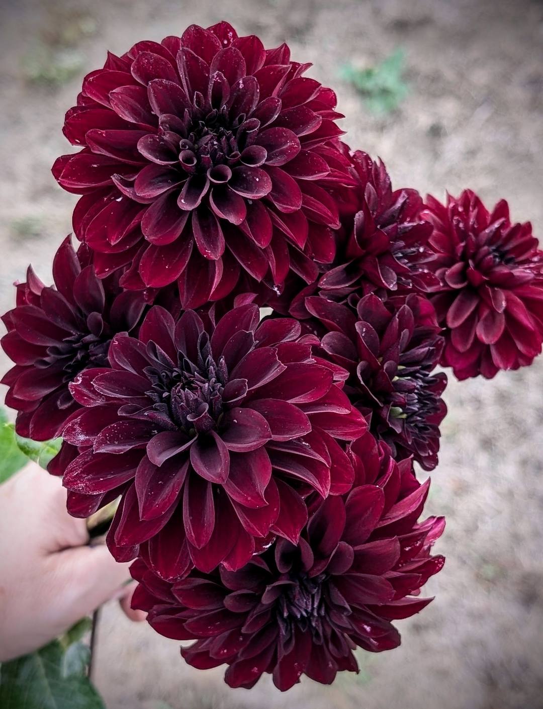 Fidalgo Blacky dahlia bloom