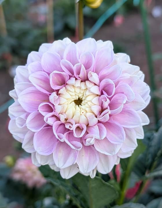 Fluffles dahlia bloom
