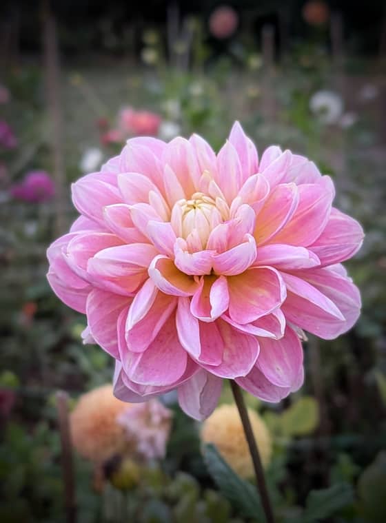 Gabby's Wish dahlia bloom