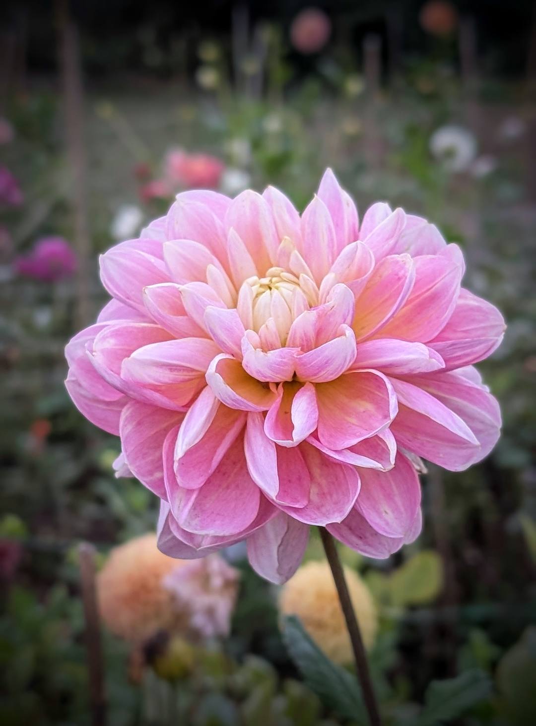 Gabby's Wish dahlia bloom