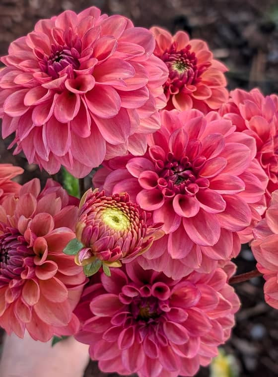 Ice Tea dahlia bloom