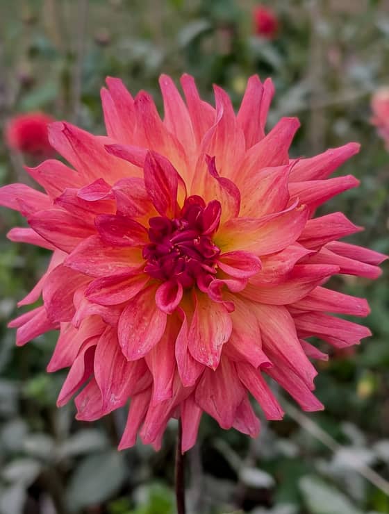 Just Peachy dahlia bloom
