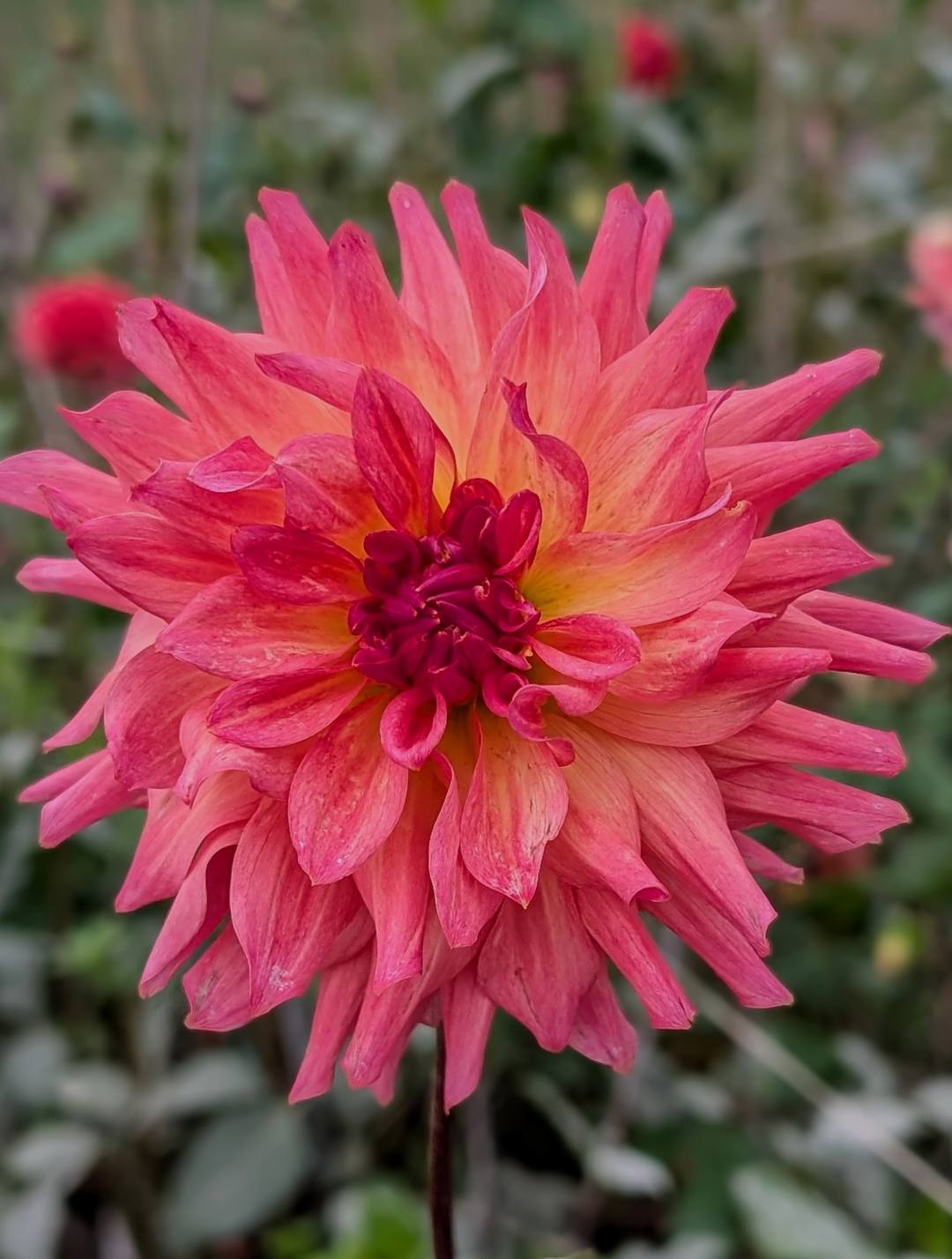 Just Peachy dahlia bloom