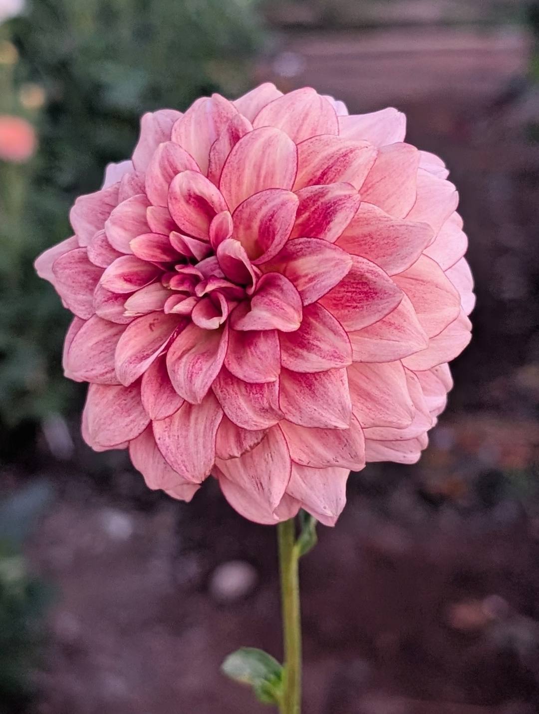 KA Mocha Katie dahlia bloom