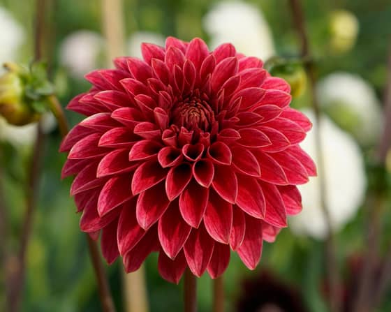 KA Rosie Jo dahlia bloom