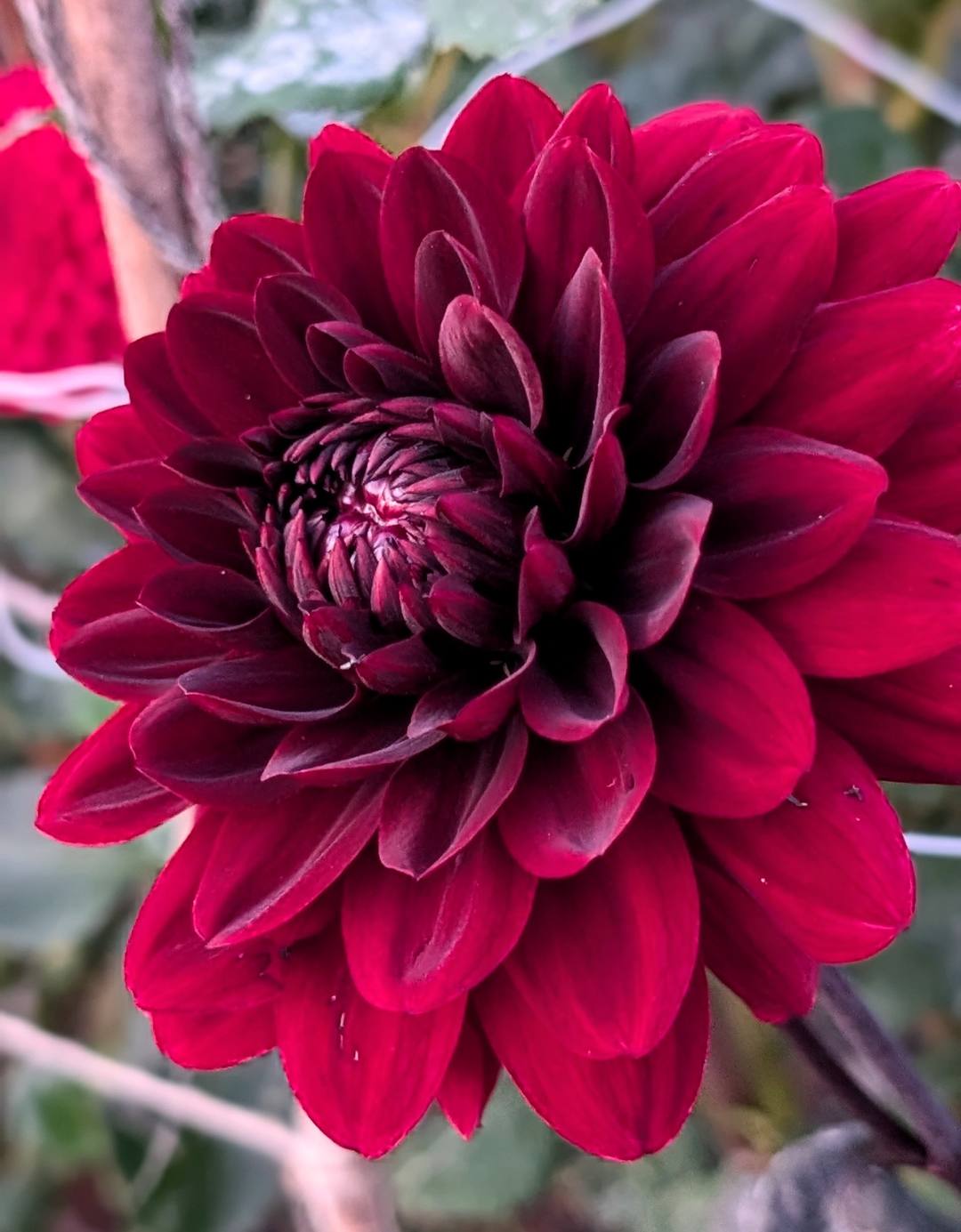 Karma Chocolate dahlia bloom