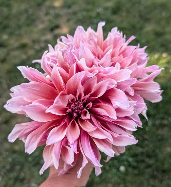 Labyrinth dahlia bloom