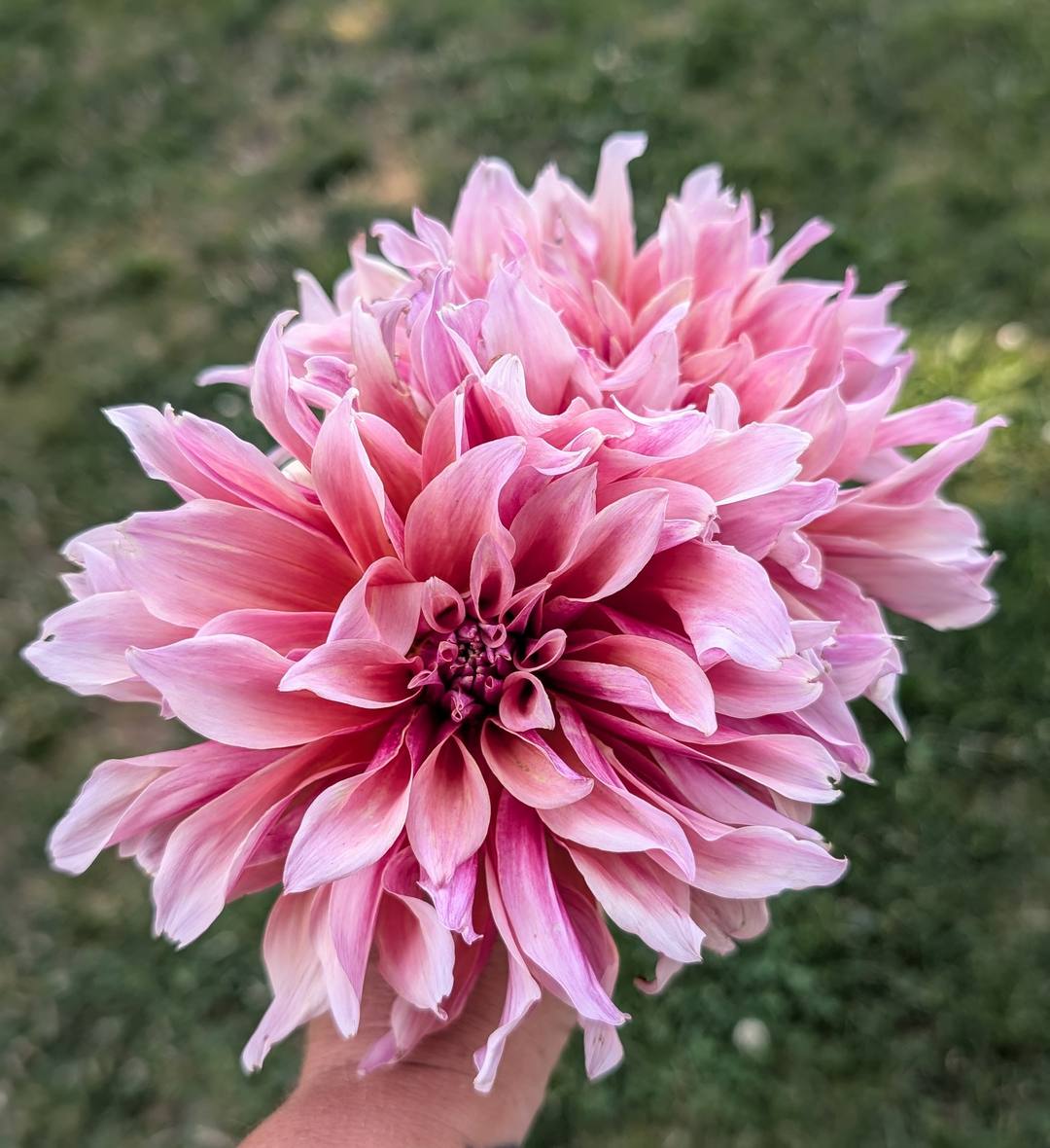 Labyrinth dahlia bloom