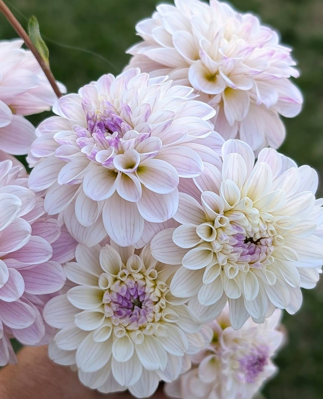 Last Dance dahlia bloom