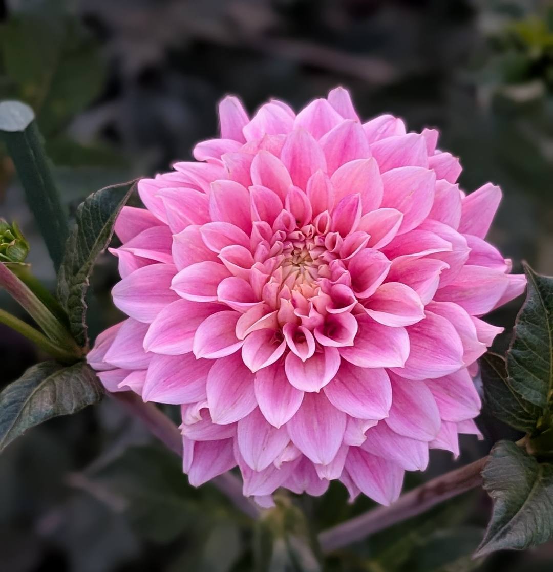 Miss Sarah dahlia bloom