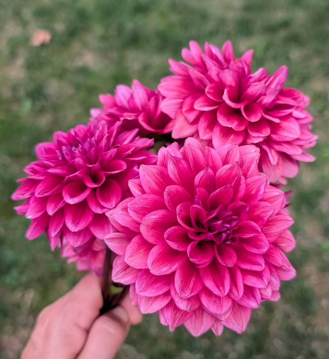 Mystique dahlia bloom