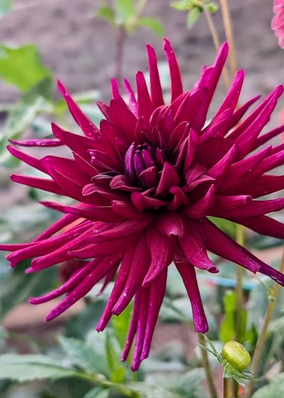 N'uit D'ete dahlia bloom