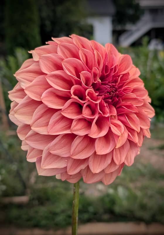 Orange Globe dahlia bloom