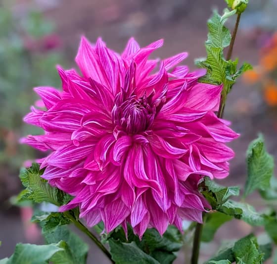 Penhill Dark Monarch dahlia bloom