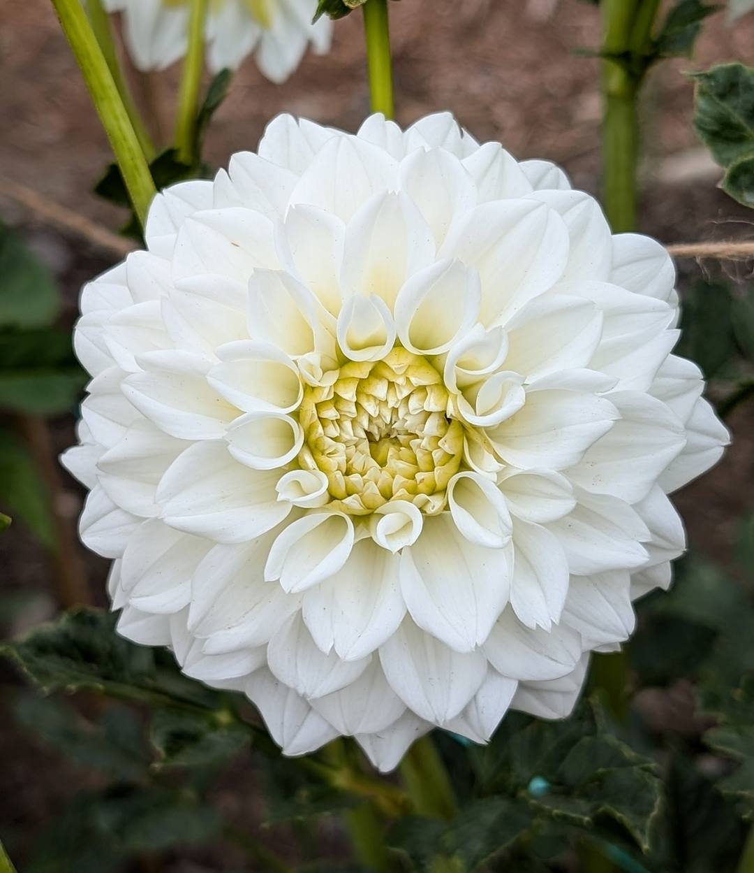 Petra's Wedding dahlia bloom