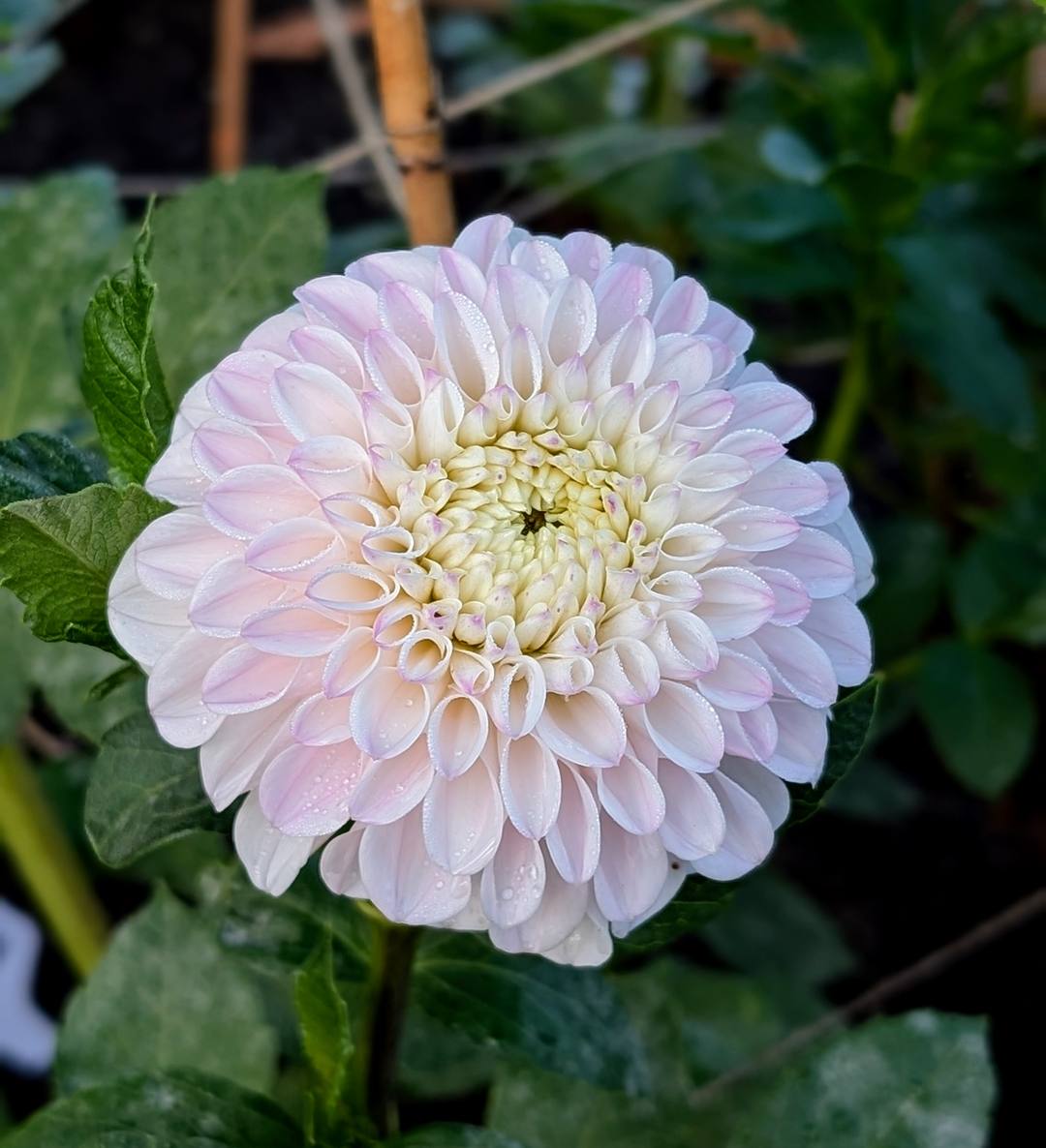 Pink Pearl dahlia bloom