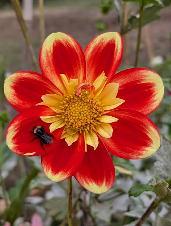 Pooh dahlia bloom