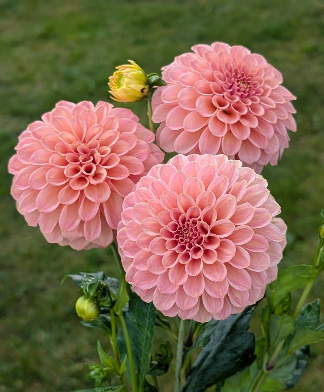 Rock Run Ashley dahlia bloom