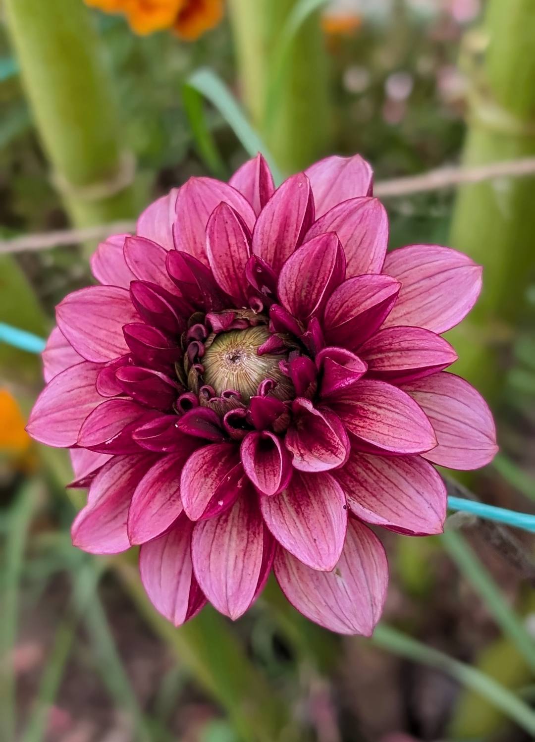 Senior's Hope dahlia bloom