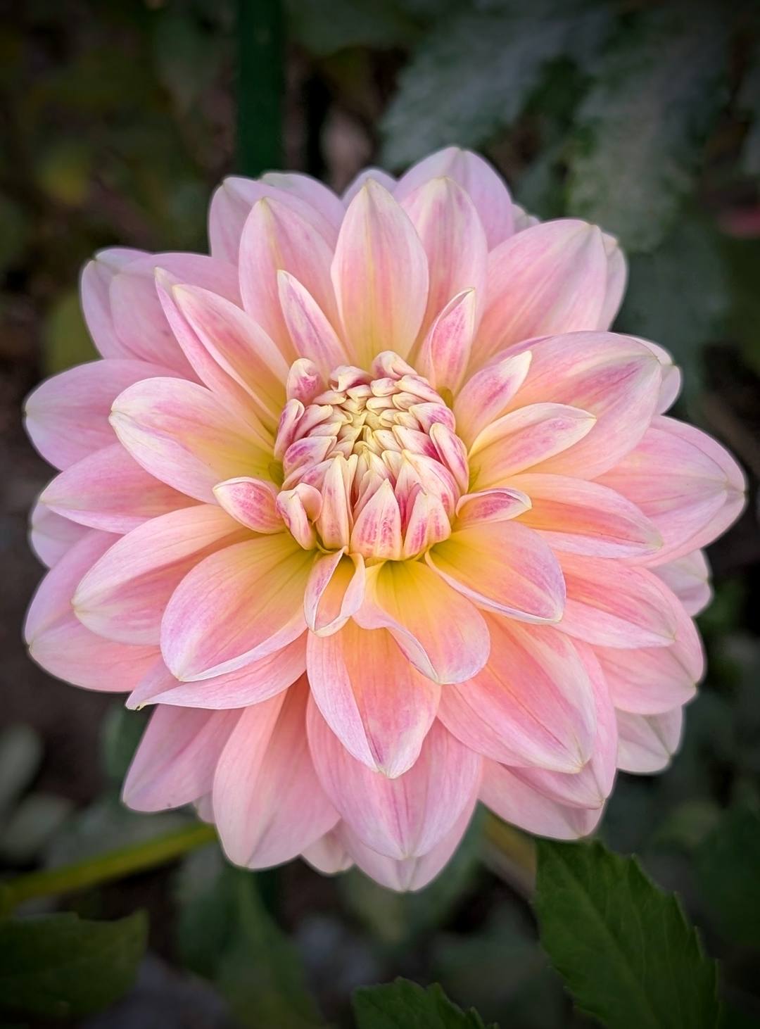 Sheer Heaven dahlia bloom