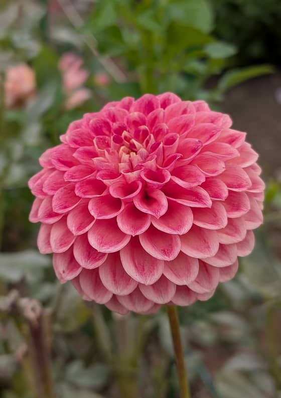 Snoho Doris dahlia bloom