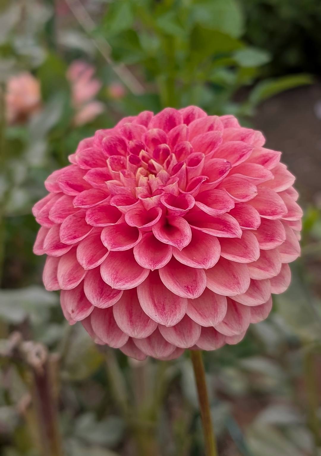 Snoho Doris dahlia bloom