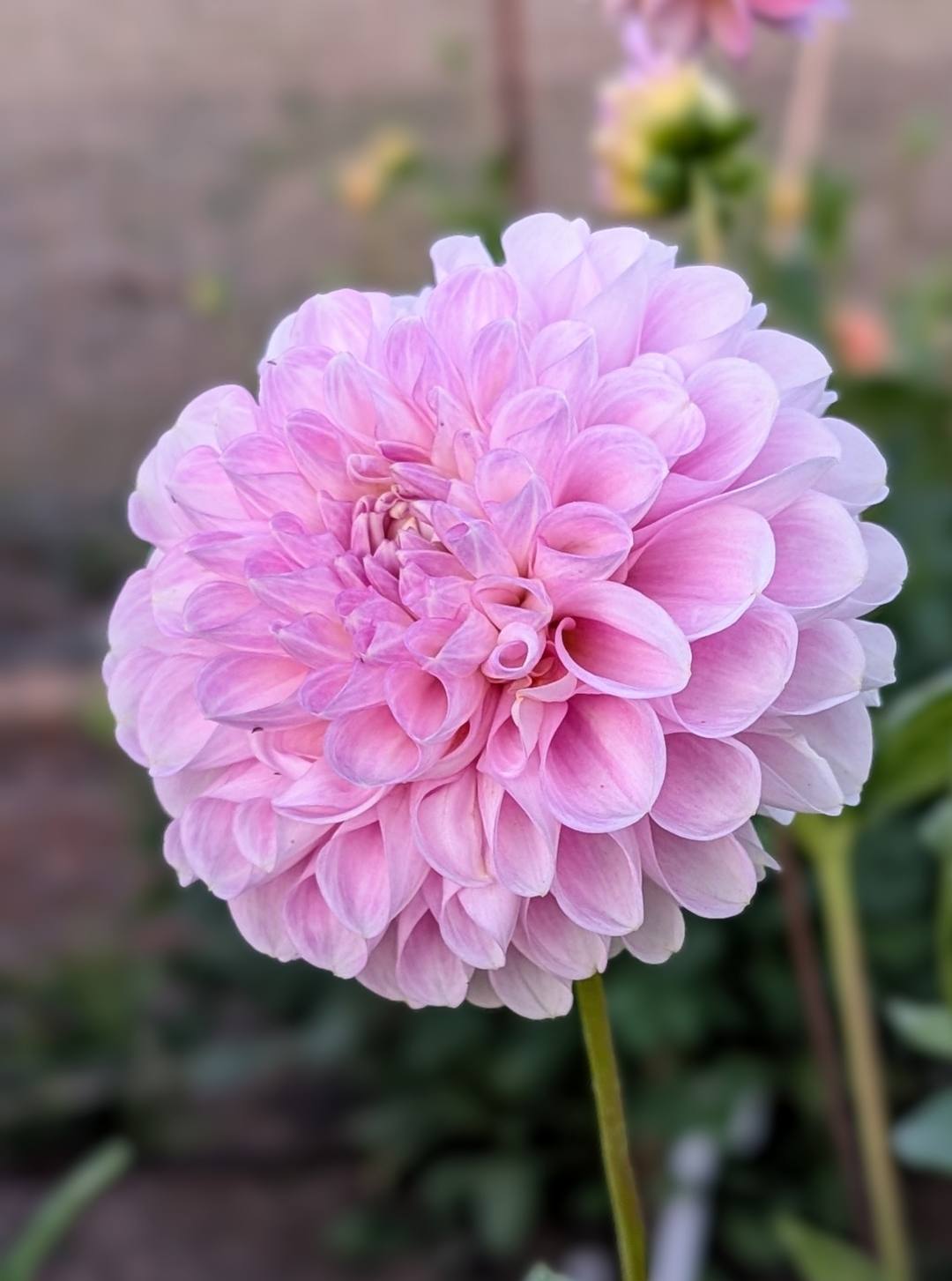 Snoho Sonia dahlia bloom