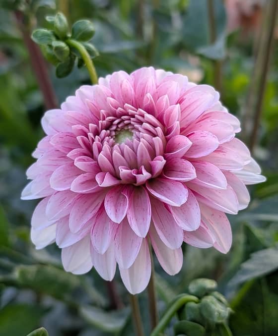 Strawberries n Cream dahlia bloom