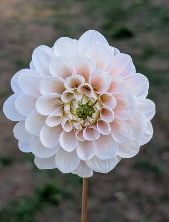 Sweet Nathalie dahlia bloom